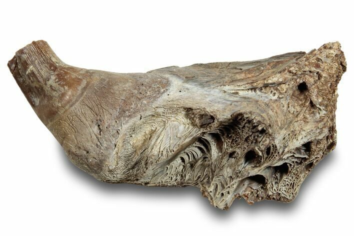 Enchodus (Fanged Fish) Jaw Section - Kansas #254617